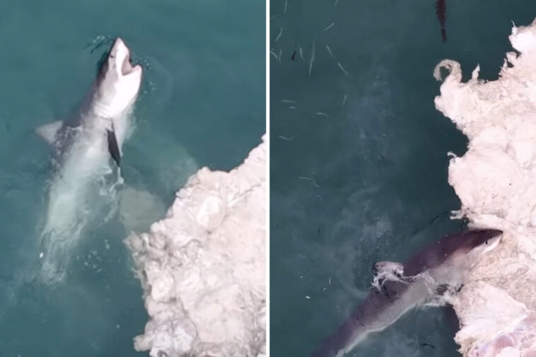 wild-drone-footage-capture-great-white-feeding-frenzy-off-california-coast