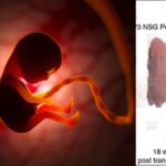 pro-life-victory:-house-committee-passes-amendment-to-defund-pentagon-research-using-tissue-from-aborted-babies