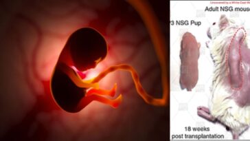 pro-life-victory:-house-committee-passes-amendment-to-defund-pentagon-research-using-tissue-from-aborted-babies