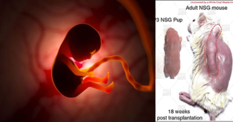 pro-life-victory:-house-committee-passes-amendment-to-defund-pentagon-research-using-tissue-from-aborted-babies