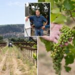furious-napa-valley-vineyards-facing-oblivion-as-crucifying-new-fees-drop:-‘can-see-where-this-ends’