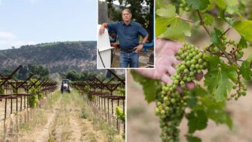furious-napa-valley-vineyards-facing-oblivion-as-crucifying-new-fees-drop:-‘can-see-where-this-ends’
