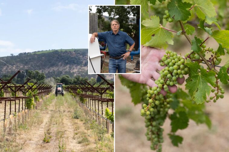 furious-napa-valley-vineyards-facing-oblivion-as-crucifying-new-fees-drop:-‘can-see-where-this-ends’