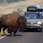 12-year-old-hospitalized-after-being-injured-by-bison-in-yellowstone-national-park