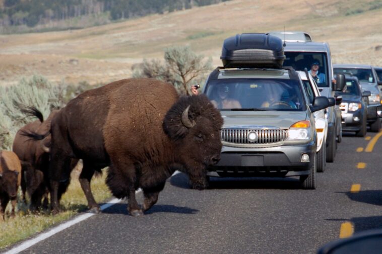 12-year-old-hospitalized-after-being-injured-by-bison-in-yellowstone-national-park