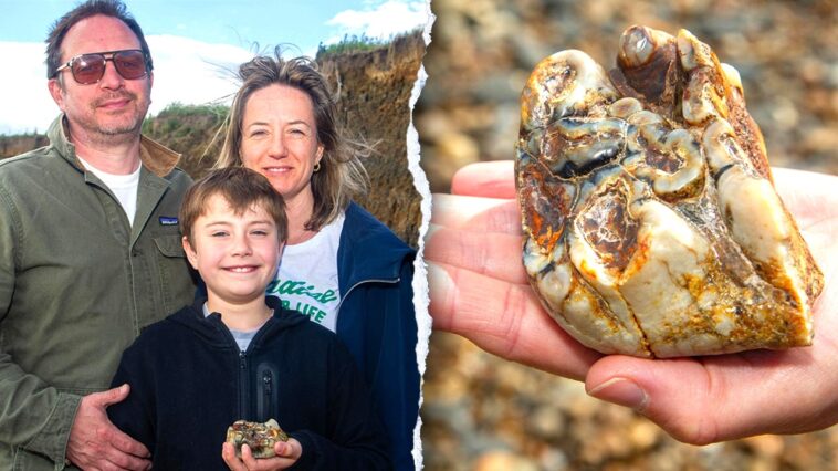 boy-stumbles-on-strange-beach-object-identified-as-rare-1.8m-year-old-fossil