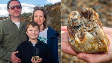 11-year-old-uk-boy-finds-1.8m-year-old-elephant-tooth-on-beach-in-wild-coincidence