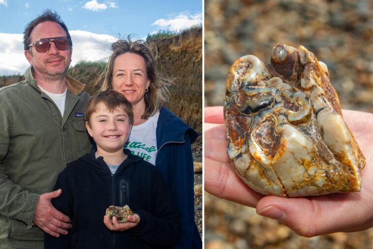 11-year-old-uk-boy-finds-1.8m-year-old-elephant-tooth-on-beach-in-wild-coincidence