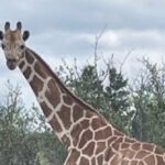 watch-—-texas:-missing-giraffe-found-‘fat-and-happy’-after-wandering-for-two-weeks-in-hill-country