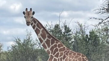 watch-—-texas:-missing-giraffe-found-‘fat-and-happy’-after-wandering-for-two-weeks-in-hill-country