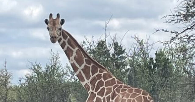 watch-—-texas:-missing-giraffe-found-‘fat-and-happy’-after-wandering-for-two-weeks-in-hill-country