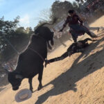 bull-rider,-25,-hospitalized-after-being-trampled-by-bovine-at-nyc-rodeo-event:-wild-video