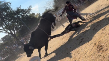 bull-rider,-25,-hospitalized-after-being-trampled-by-bovine-at-nyc-rodeo-event:-wild-video
