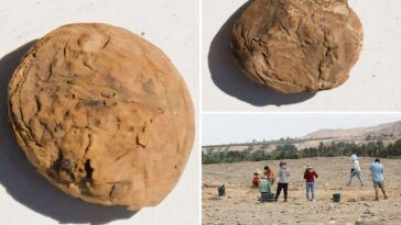 archaeologists-uncover-freeze-dried-potatoes-older-than-the-us-in-‘excellent’-condition