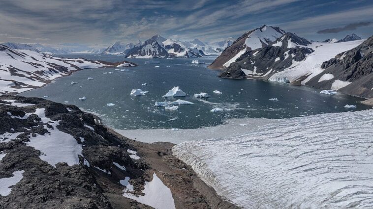 antarctic-sea-creatures-may-hold-key-to-fighting-deadly-cancer