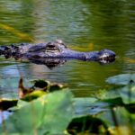 1-dead,-2-injured-in-horrifying-string-of-florida-alligator-attacks:-‘one-arm-is-completely-off’