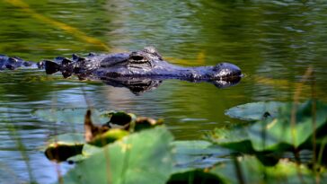 1-dead,-2-injured-in-horrifying-string-of-florida-alligator-attacks:-‘one-arm-is-completely-off’