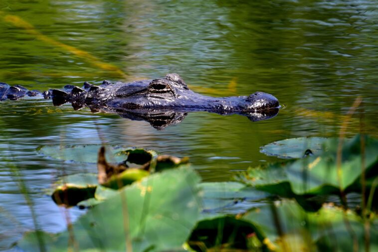 1-dead,-2-injured-in-horrifying-string-of-florida-alligator-attacks:-‘one-arm-is-completely-off’