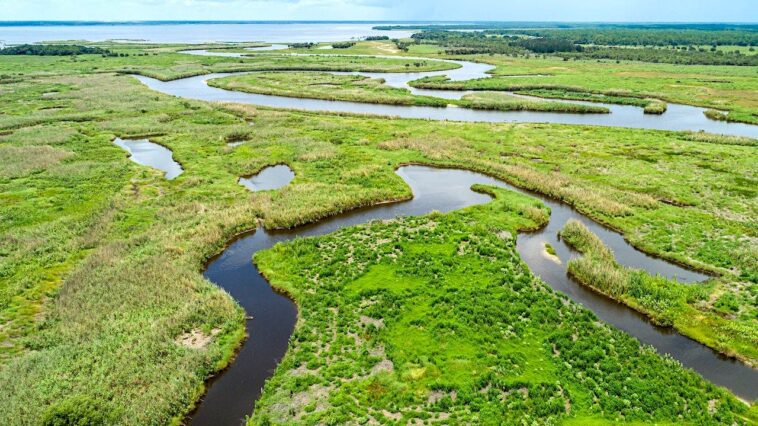 weekend-alligator-attacks-leave-florida-woman-dead,-child-injured