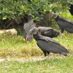 vulture-takeover-sparks-outrage-as-droppings-coat-homes,-cars-and-sidewalks
