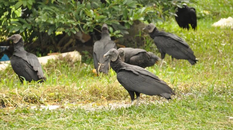 vulture-takeover-sparks-outrage-as-droppings-coat-homes,-cars-and-sidewalks