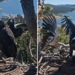 horrifying-moment-big-bear-lake-eaglet-plunges-from-nest