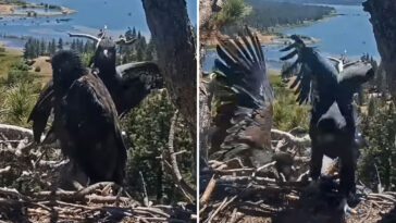 horrifying-moment-big-bear-lake-eaglet-plunges-from-nest