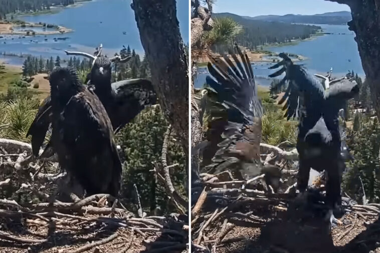 horrifying-moment-big-bear-lake-eaglet-plunges-from-nest