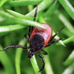 rare-tick-borne-virus-turns-deadly-fast-as-us-cases-reach-record-high,-experts-warn