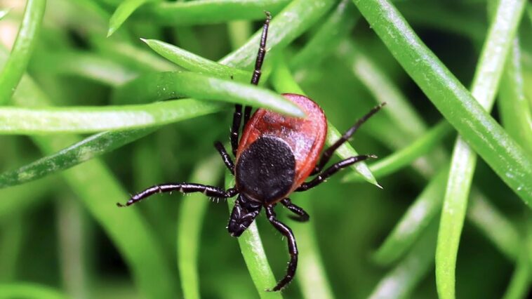 rare-tick-borne-virus-turns-deadly-fast-as-us-cases-reach-record-high,-experts-warn