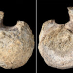 antarctica’s-first-ever-dinosaur-bone-discovered-collecting-dust-in-drawer-for-over-40-years