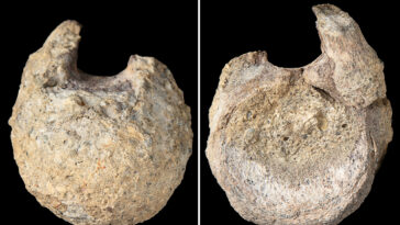 antarctica’s-first-ever-dinosaur-bone-discovered-collecting-dust-in-drawer-for-over-40-years