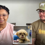 13-year-old-missing-florida-dog-found-thousands-of-miles-away-on-long-island-with-different-name