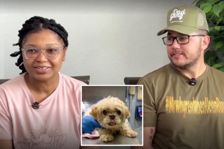 13-year-old-missing-florida-dog-found-thousands-of-miles-away-on-long-island-with-different-name