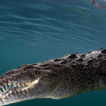 video-—-‘horrific’:-crocodile-drags-man-to-sea,-kills-him-at-mexican-resort
