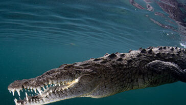 video-—-‘horrific’:-crocodile-drags-man-to-sea,-kills-him-at-mexican-resort