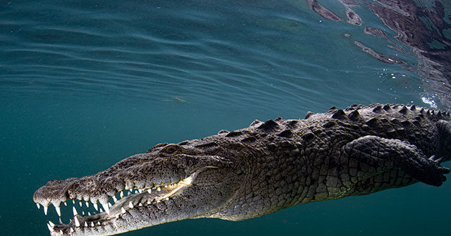video-—-‘horrific’:-crocodile-drags-man-to-sea,-kills-him-at-mexican-resort