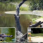 boyfriend-desperately-tried-to-save-hiker-as-massive-alligator-ripped-her-apart-in-three-feet-of-water