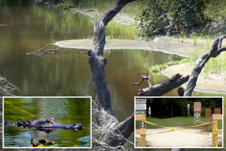 boyfriend-desperately-tried-to-save-hiker-as-massive-alligator-ripped-her-apart-in-three-feet-of-water