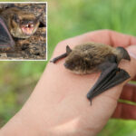 11-year-old-boy-dies-of-rabies-after-bat-lands-on-face-while-he-slept