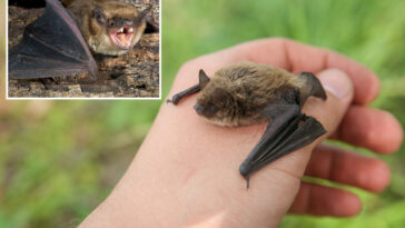 11-year-old-boy-dies-of-rabies-after-bat-lands-on-face-while-he-slept