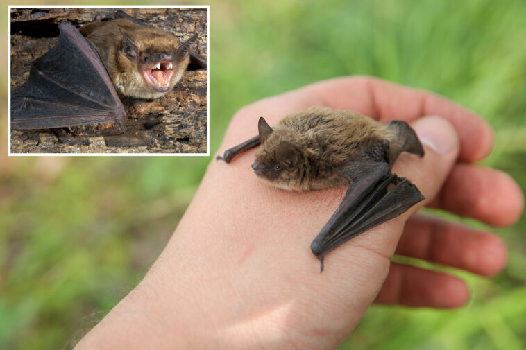 11-year-old-boy-dies-of-rabies-after-bat-lands-on-face-while-he-slept