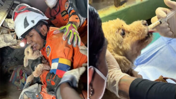 miracle-puppy-rescued-from-venezuela-rubble-after-5-days-as-race-to-find-survivors-intensifies