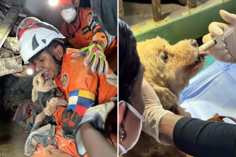 miracle-puppy-rescued-from-venezuela-rubble-after-5-days-as-race-to-find-survivors-intensifies