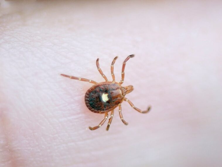 record-high-cases-of-rare-tick-borne-virus-reported-across-us.