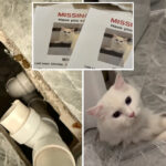 missing-massachusetts-cat-miraculously-found-underneath-owners’-new-bathtub-—-after-disappearing-for-30-hours