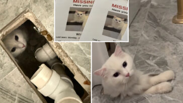 missing-massachusetts-cat-miraculously-found-underneath-owners’-new-bathtub-—-after-disappearing-for-30-hours