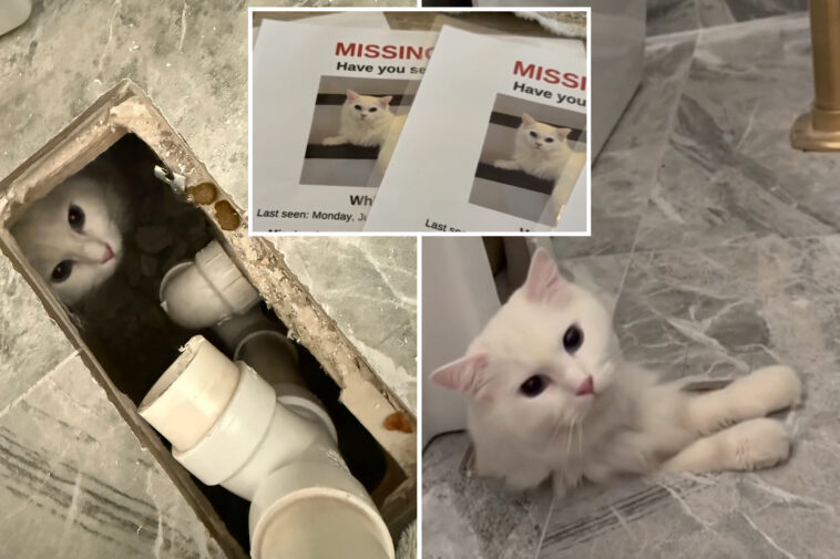 missing-massachusetts-cat-miraculously-found-underneath-owners’-new-bathtub-—-after-disappearing-for-30-hours