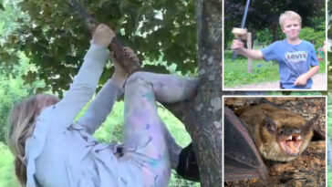 girl,-6,-bit-by-rabid-bat-while-playing-outside-home-—-before-brothers-butcher-it-with-‘braveheart’-sword