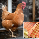 big-egg-producers-artificially-inflated-prices-as-americans-struggled-to-buy-groceries,-must-now-pay-$3.3m:-doj